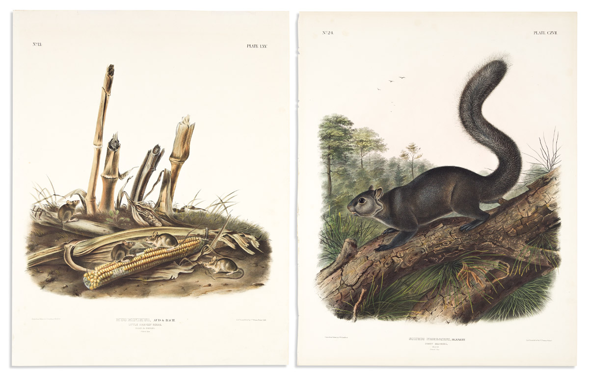 AUDUBON, JOHN JAMES. Group of 7 hand-colored lithographs from Audubons Viviparous Quadrupeds of North America.